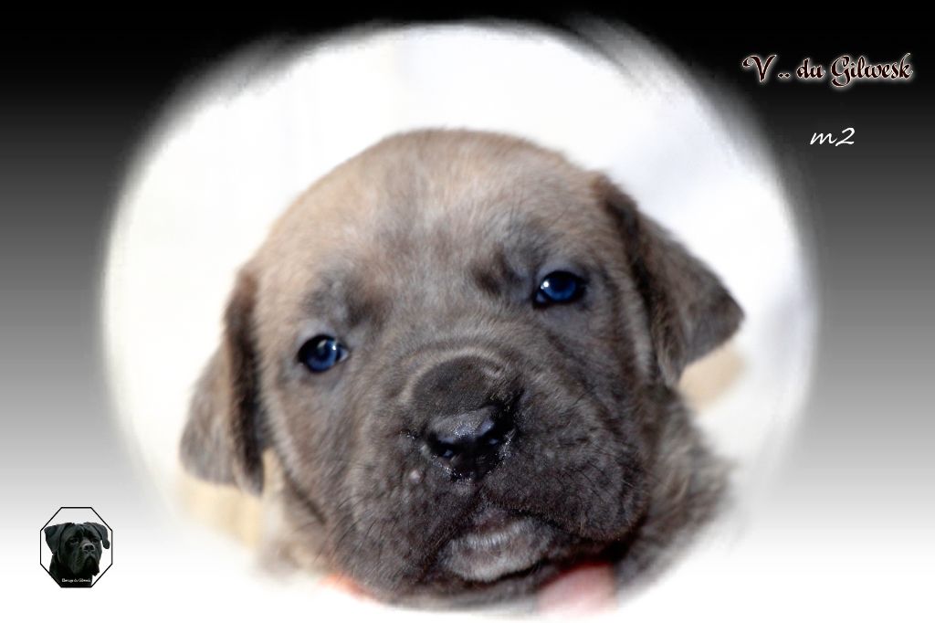 du Gilwesk - Chiot disponible  - Cane Corso