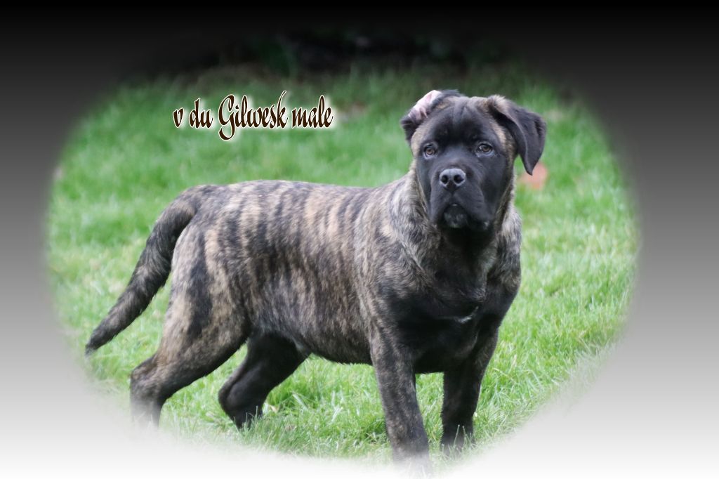 du Gilwesk - Chiot disponible  - Cane Corso