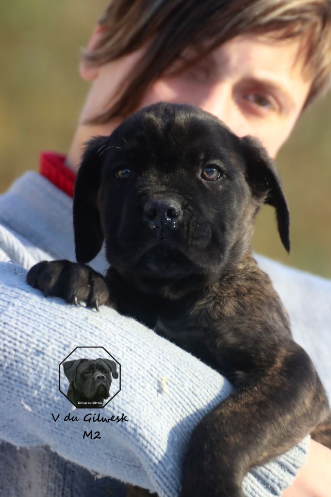 du Gilwesk - Chiot disponible  - Cane Corso