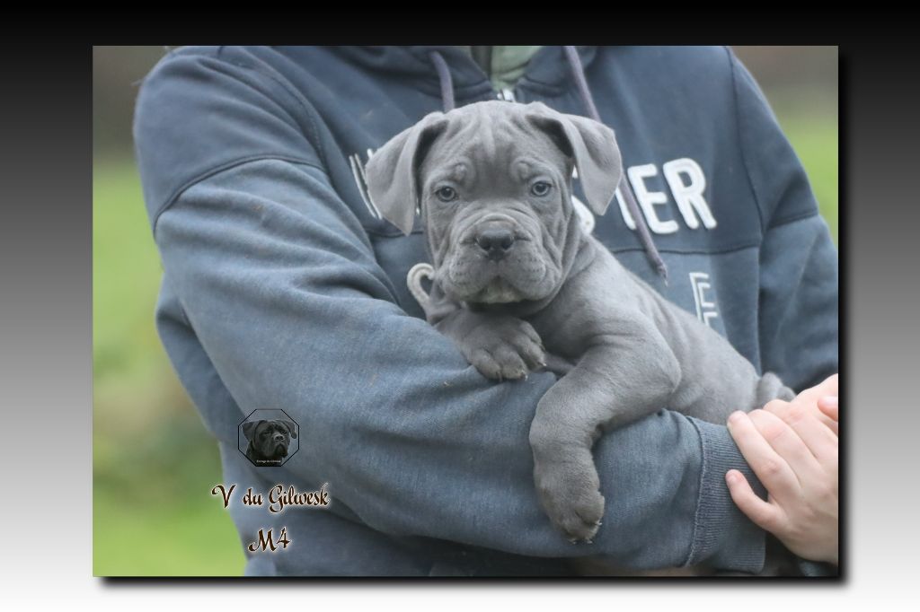 du Gilwesk - Chiot disponible  - Cane Corso