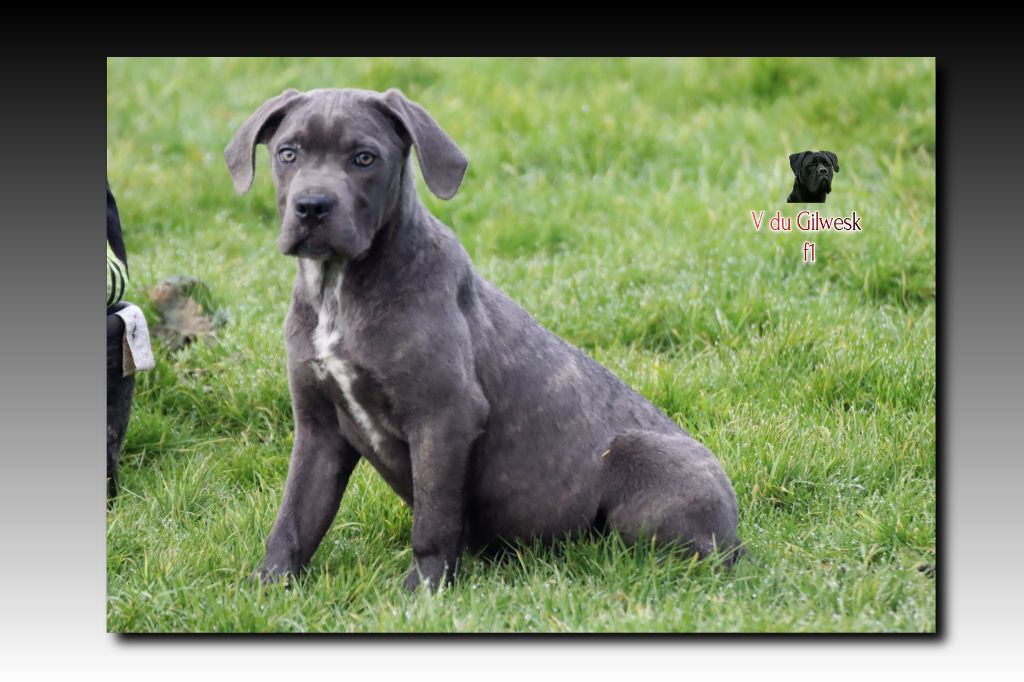 du Gilwesk - Chiot disponible  - Cane Corso