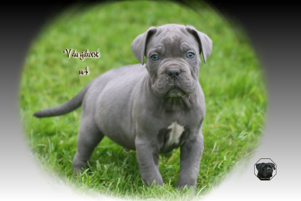 du Gilwesk - Chiot disponible  - Cane Corso