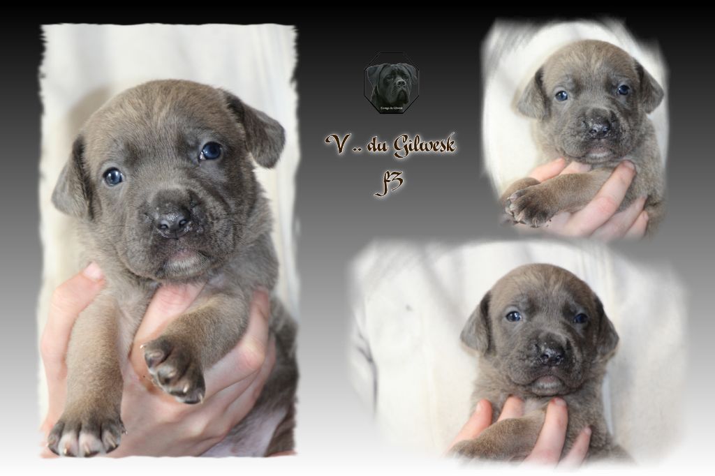 du Gilwesk - Chiot disponible  - Cane Corso