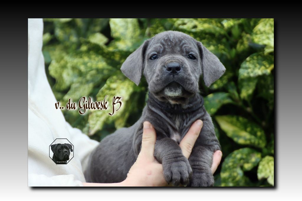 du Gilwesk - Chiot disponible  - Cane Corso