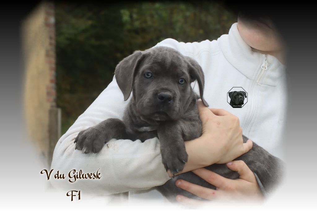 du Gilwesk - Chiot disponible  - Cane Corso