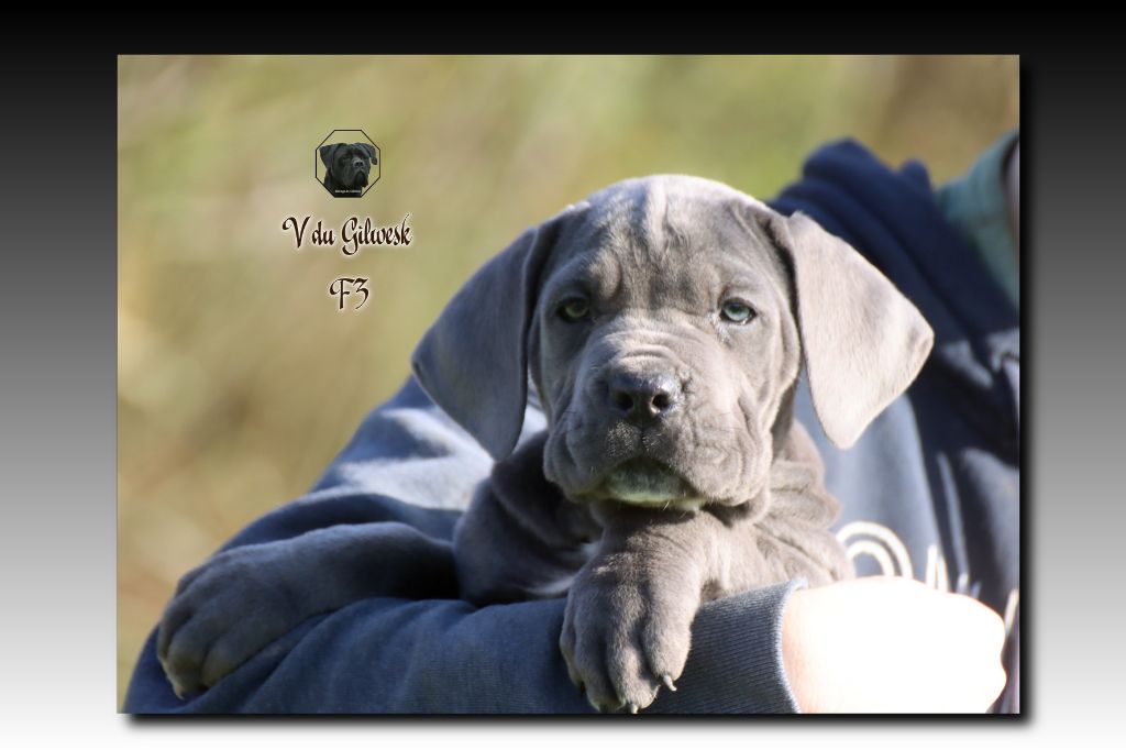 du Gilwesk - Chiot disponible  - Cane Corso