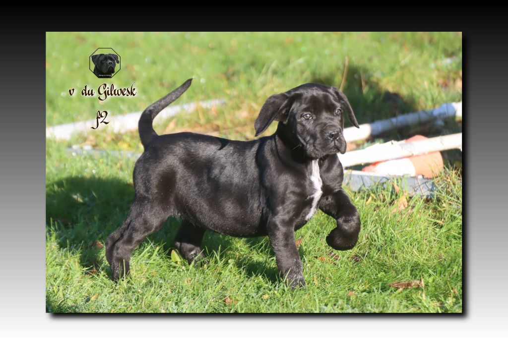 du Gilwesk - Chiot disponible  - Cane Corso