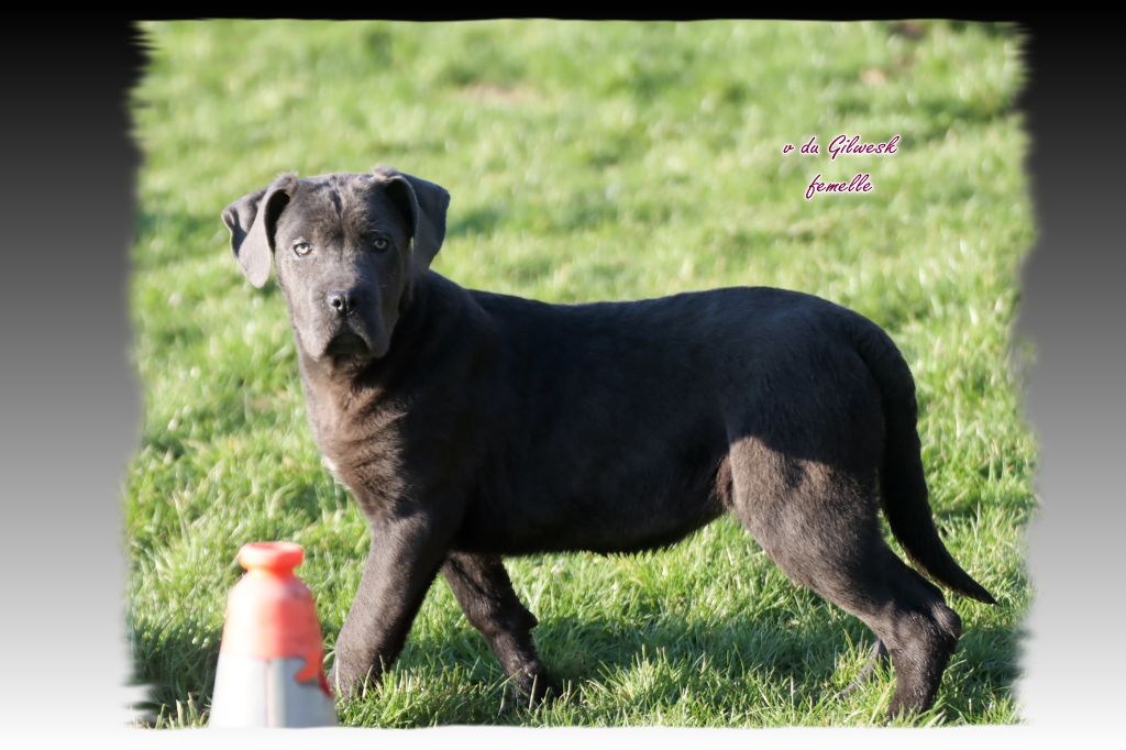 du Gilwesk - Chiot disponible  - Cane Corso