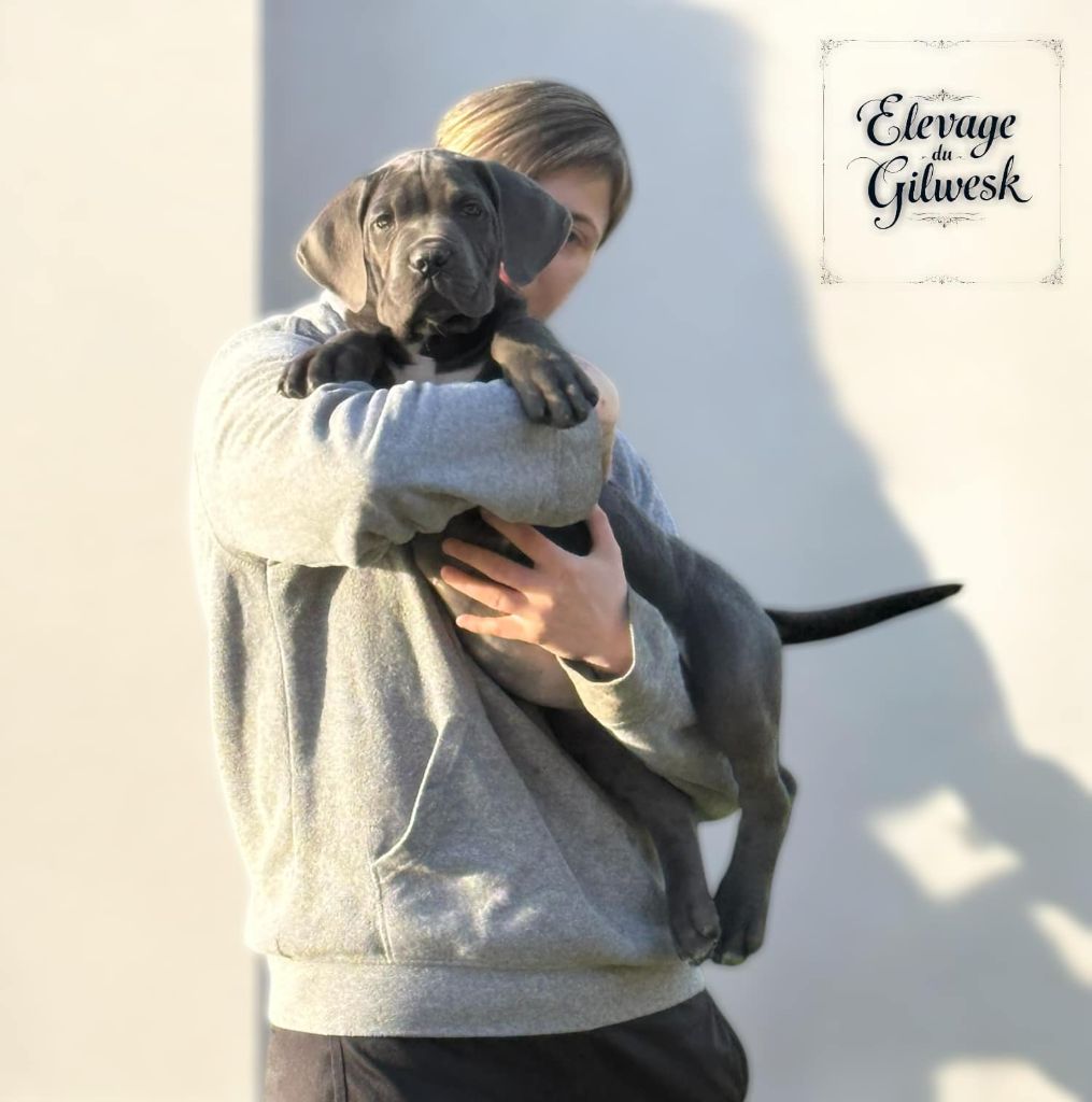 chiot Cane Corso du Gilwesk