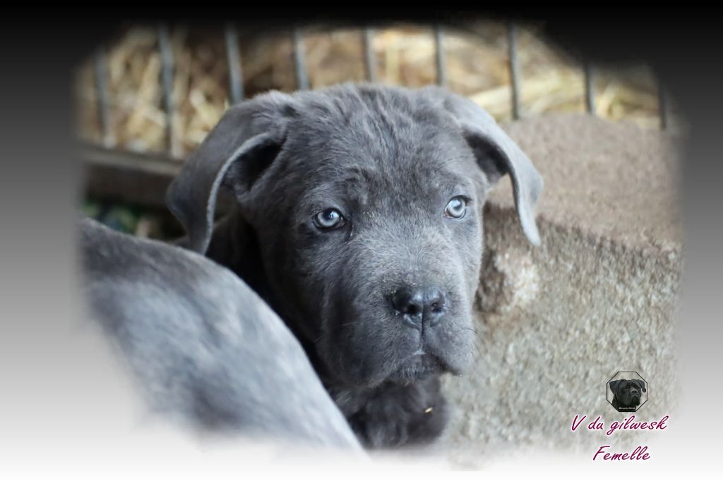 du Gilwesk - Chiot disponible  - Cane Corso