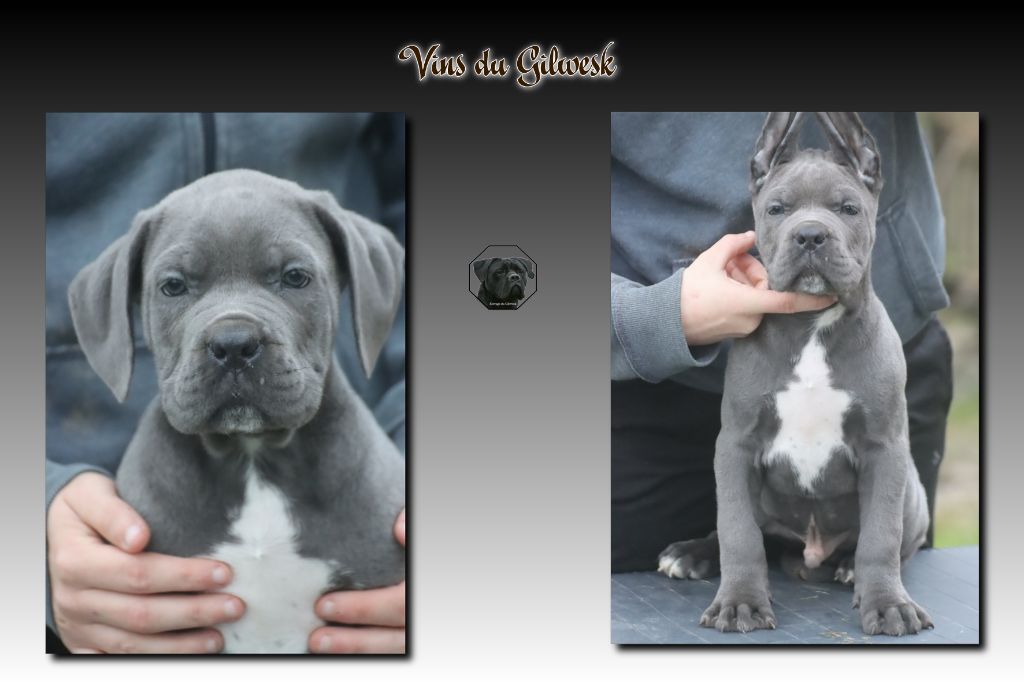 du Gilwesk - Chiot disponible  - Cane Corso