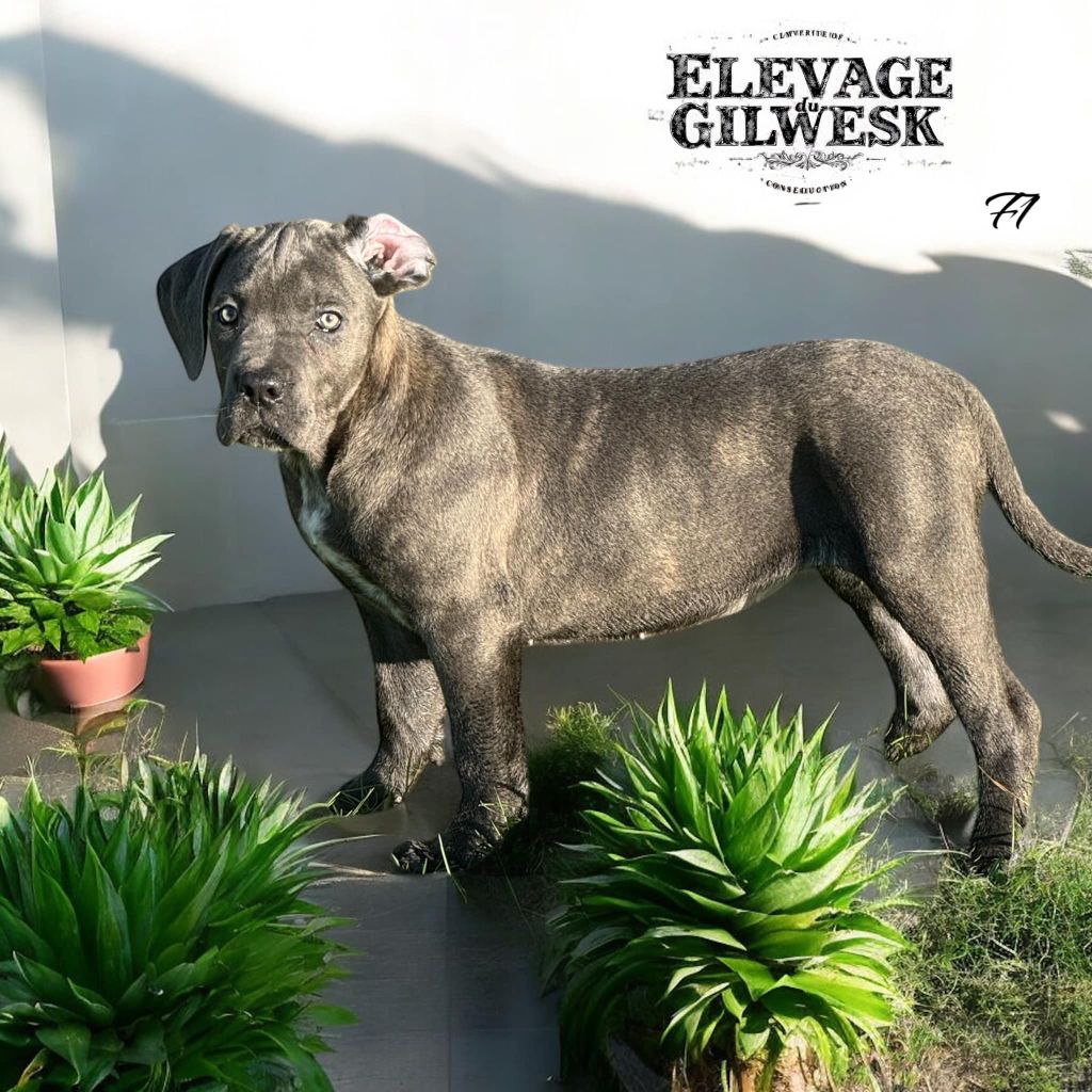 du Gilwesk - Chiot disponible  - Cane Corso