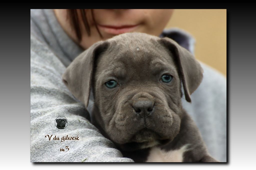 du Gilwesk - Chiot disponible  - Cane Corso