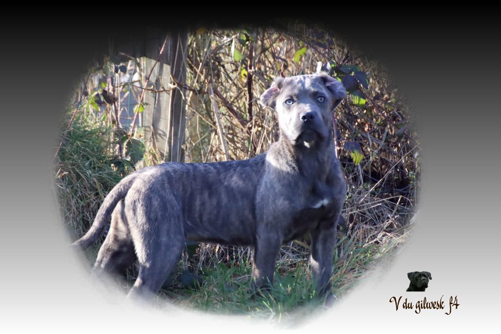 du Gilwesk - Chiot disponible  - Cane Corso