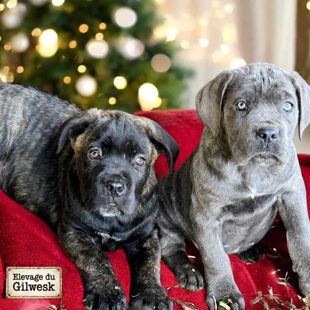 chiot Cane Corso du Gilwesk