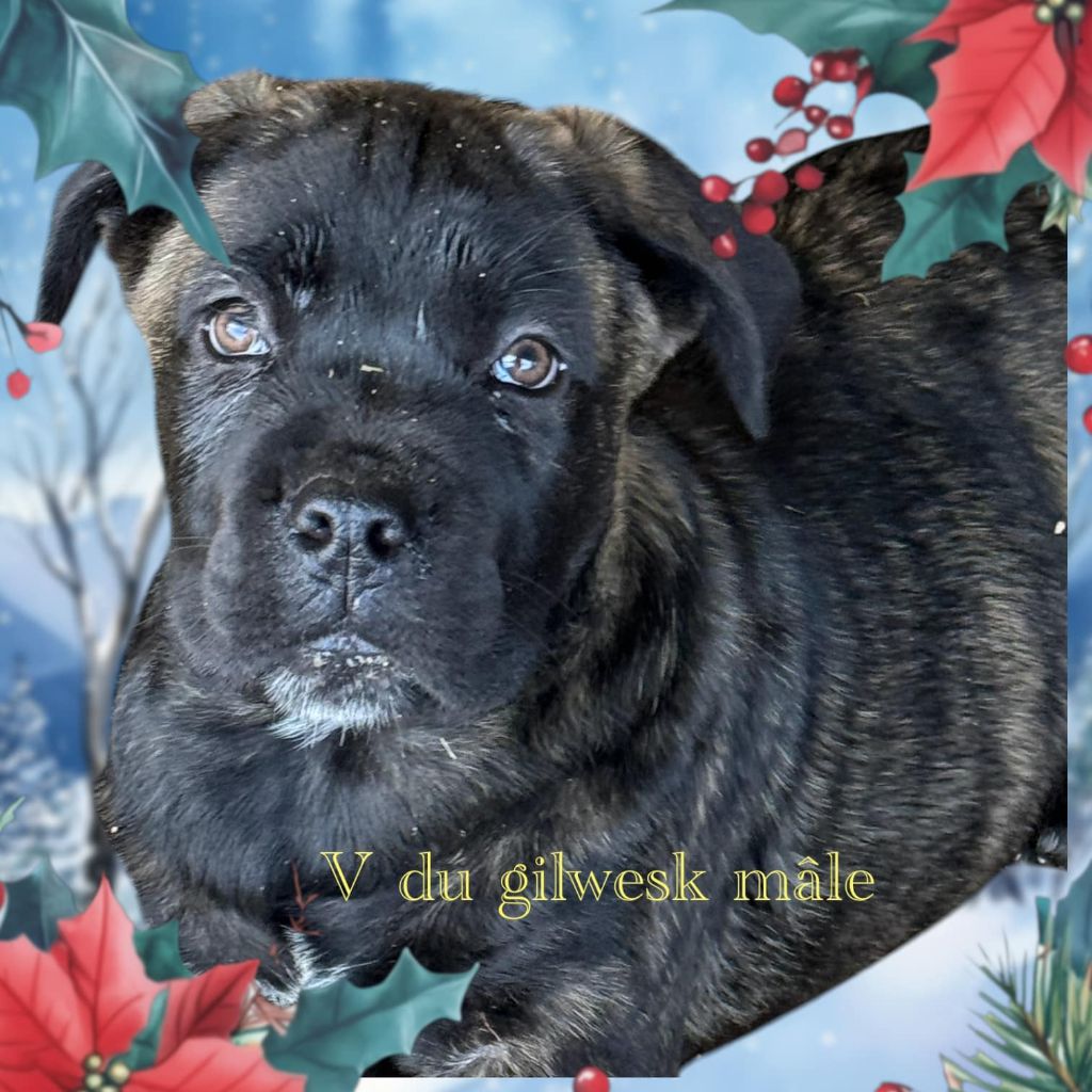 du Gilwesk - Chiot disponible  - Cane Corso