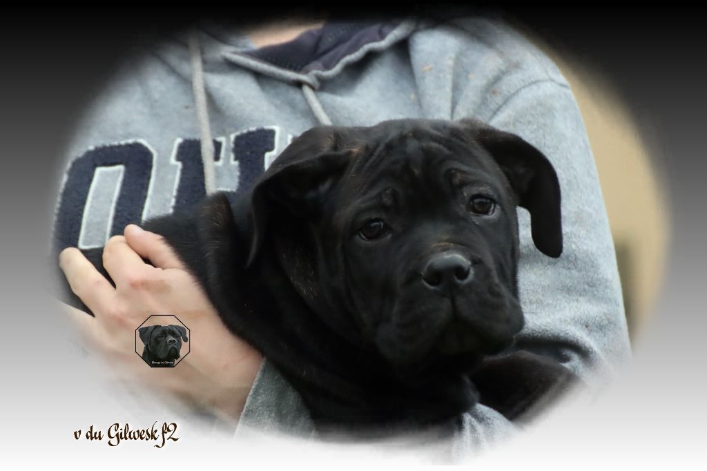 du Gilwesk - Chiot disponible  - Cane Corso