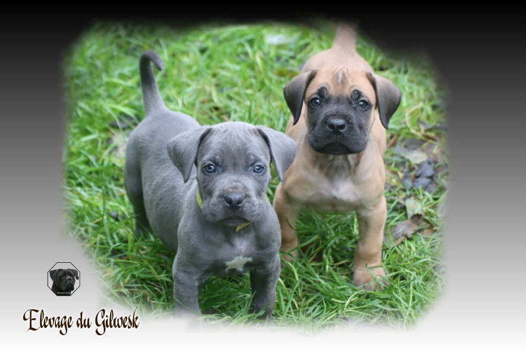 chiot Cane Corso du Gilwesk