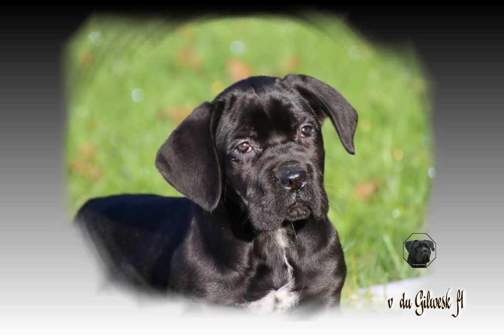 du Gilwesk - Chiot disponible  - Cane Corso