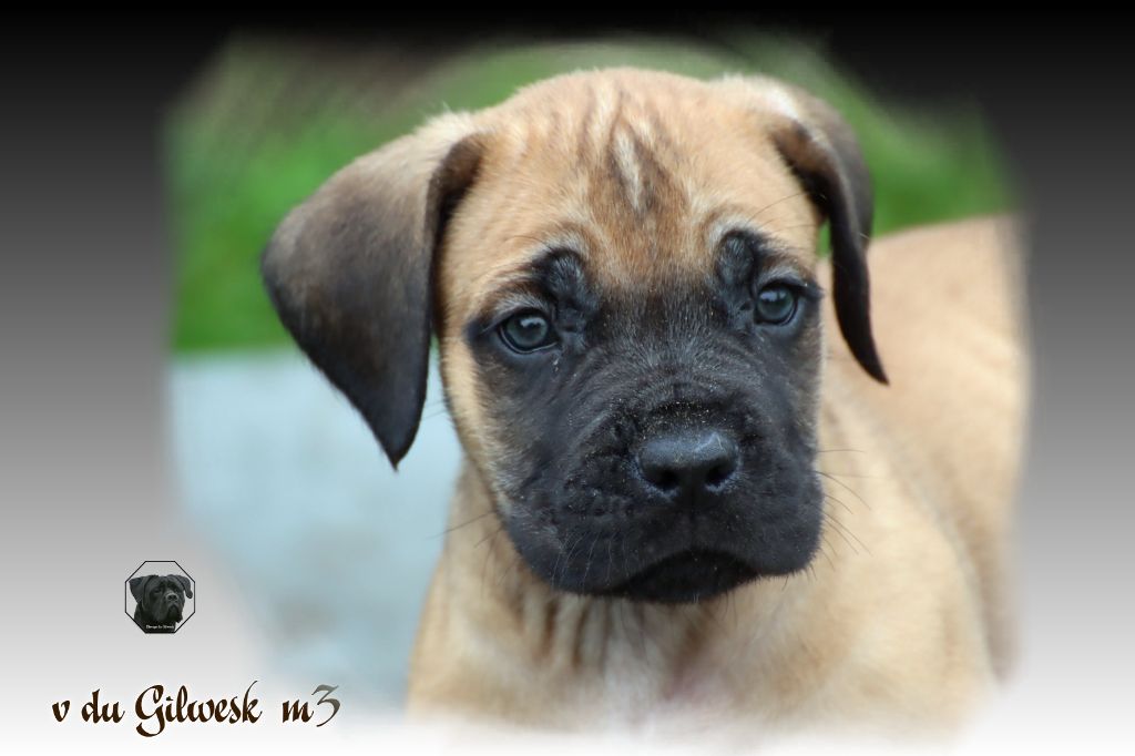 du Gilwesk - Chiot disponible  - Cane Corso