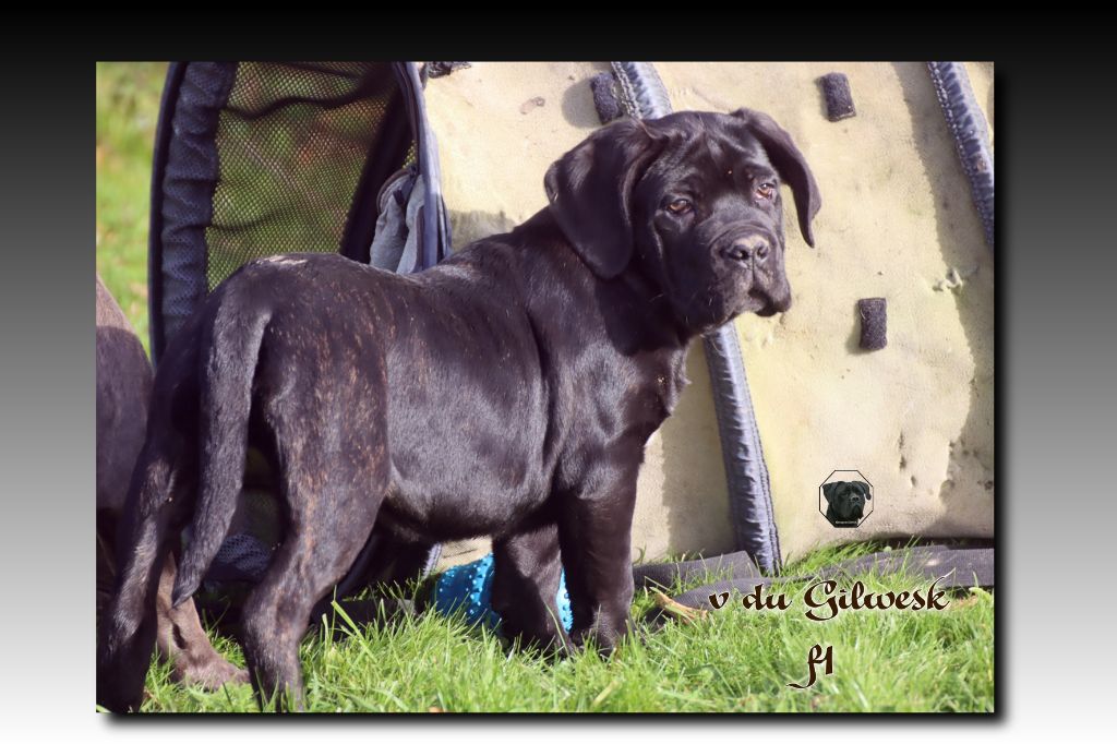 du Gilwesk - Chiot disponible  - Cane Corso