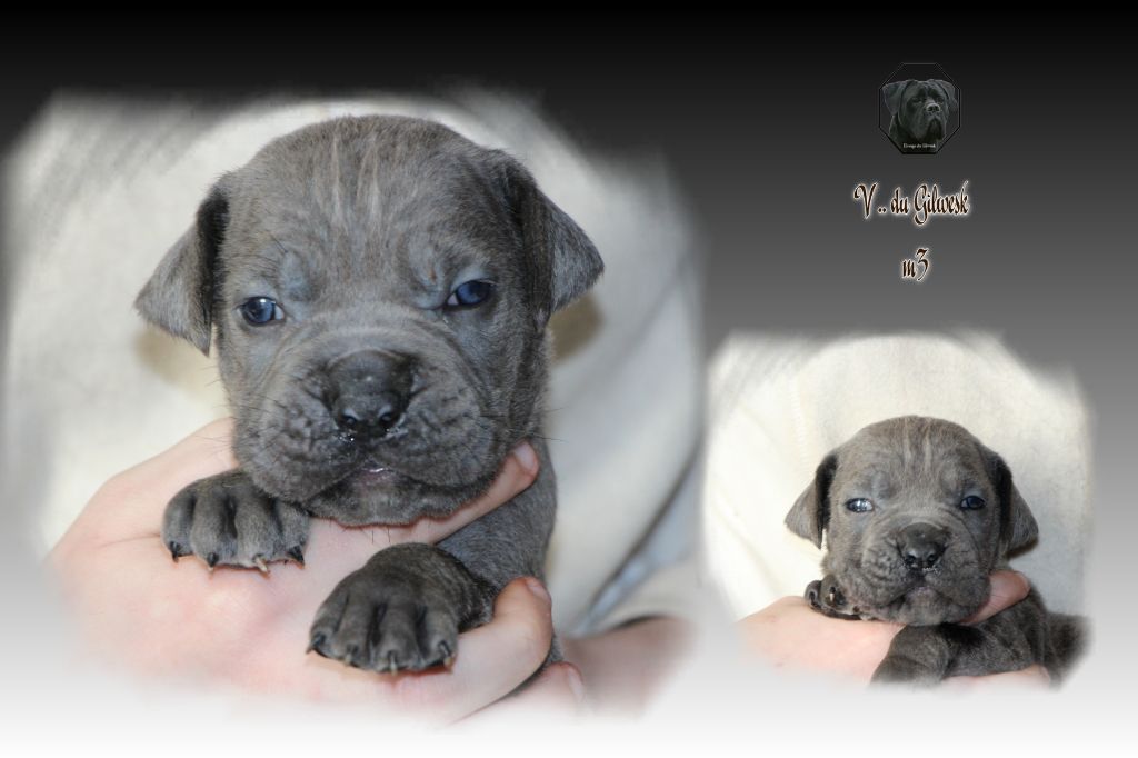 du Gilwesk - Chiot disponible  - Cane Corso