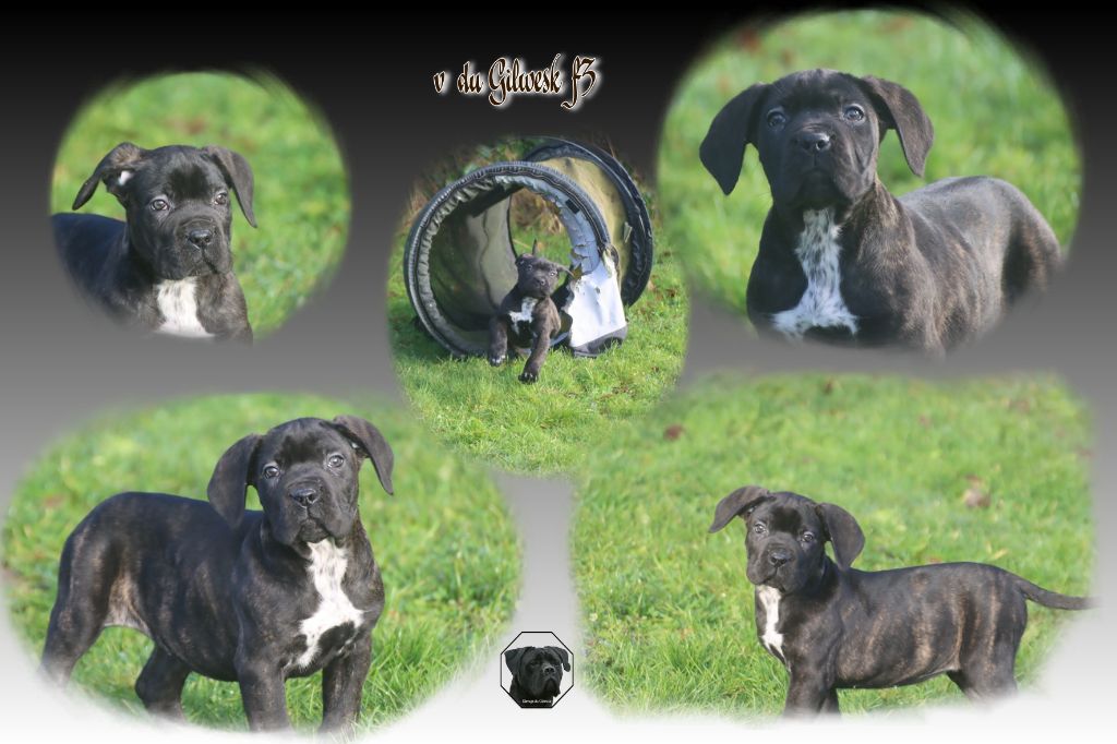 du Gilwesk - Chiot disponible  - Cane Corso