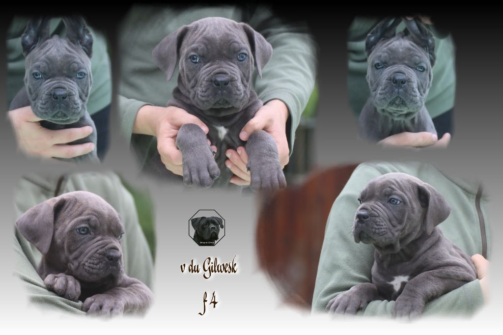 du Gilwesk - Chiot disponible  - Cane Corso