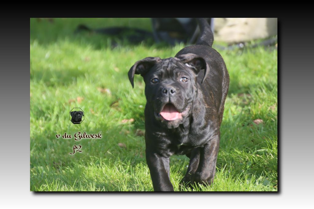 du Gilwesk - Chiot disponible  - Cane Corso