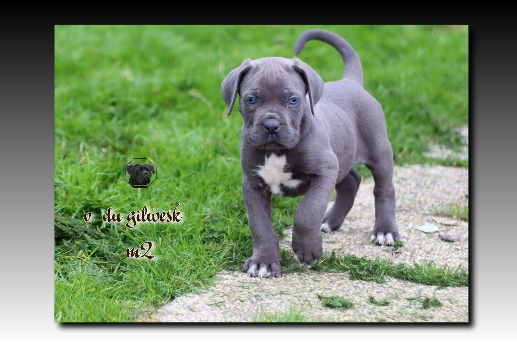 du Gilwesk - Chiot disponible  - Cane Corso