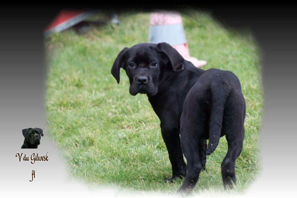 du Gilwesk - Chiot disponible  - Cane Corso