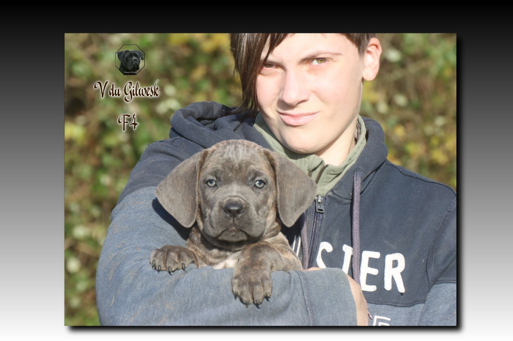 du Gilwesk - Chiot disponible  - Cane Corso