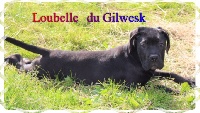 loubelle... du gilwesk  4