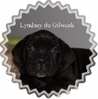 lindsay.. du gilwesk  1