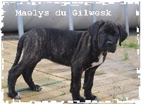 MAELYS  DU GILWESK 2