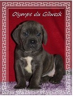 Olympe...du Gilwesk 3