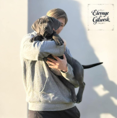 du Gilwesk - Cane Corso - Portée née le 25/10/2024