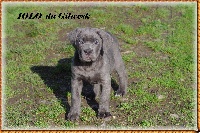 IOLO....... DU  GILWESK  2