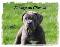 pride...du Gilwesk 2