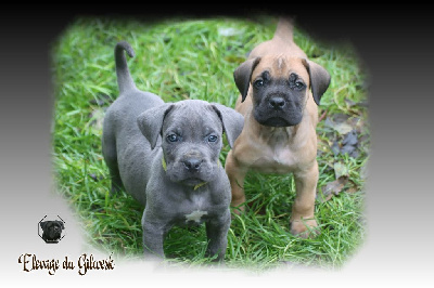 du Gilwesk - Cane Corso - Portée née le 26/09/2024