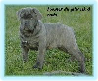 HOOMER ............DU GILWESK