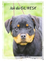 Jak.. DU   Gilwesk 