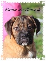 Naina .. DU GILWESK4