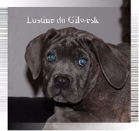 lustine DIT LENKA du gilwesk  3