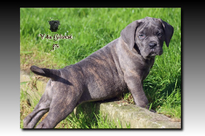 du Gilwesk - Cane Corso - Portée née le 20/08/2024