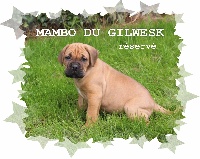 MAMBO du gilwesk 2