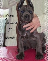 piper...du Gilwesk 1