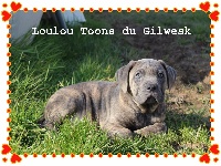Loulou TOONS du Gilwesk