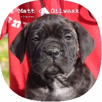 Matt...DU GILWESK 3