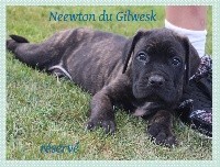 Neewton .. DU GILWESK4